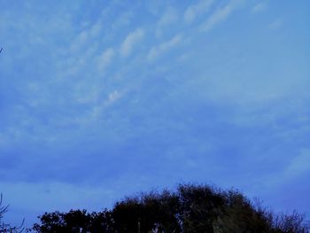 Low angle view of trees against blue sky