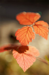 Close-up of maple leaves on plant