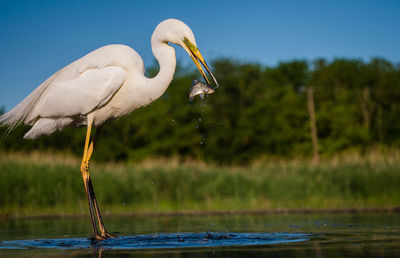 View of heron hunting fish