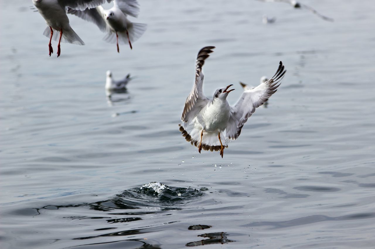 animal themes, animals in the wild, bird, water, wildlife, spread wings, rippled, seagull, waterfront, flying, lake, nature, sea, day, outdoors, medium group of animals, motion, water bird, focus on foreground, no people
