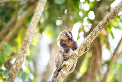 Low angle view of monkey on tree