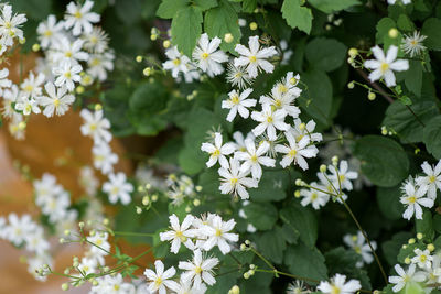 Close-up of flowers