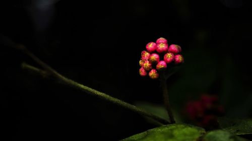 Close-up of pink flowers blooming outdoors