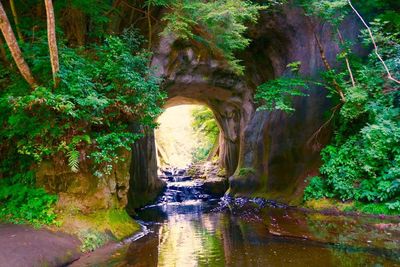 Stream amidst trees in forest