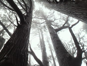 Low angle view of bare trees in forest