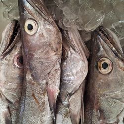 Close-up of fish for sale at market stall