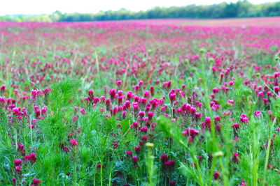 Purple flowering plants on field