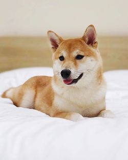 Close-up of dog looking away while lying on bed at home