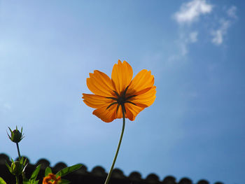 Close-up of fresh orange flower against sky