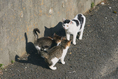 High angle view of cats