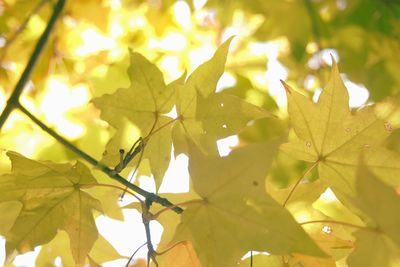 Close-up of maple leaves