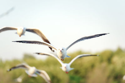 Close-up of seagull flying