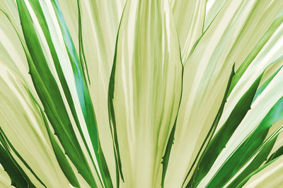 Full frame shot of palm leaf