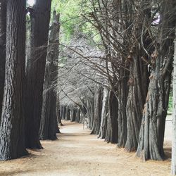 Narrow pathway along trees