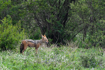 Side view of a jackal with green natural background. 