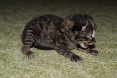 Dog relaxing on grassy field