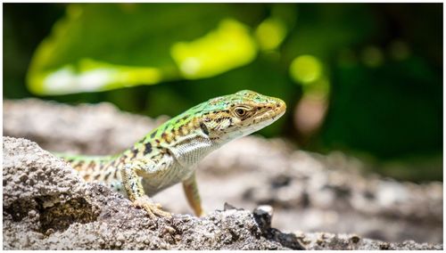 Close-up of lizard on rock