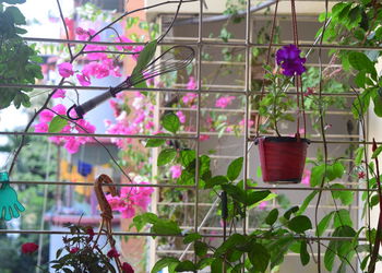 Close-up of potted plant hanging in greenhouse