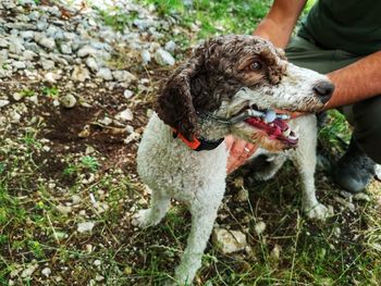 Portrait of lagotto romagnolo truffle dog