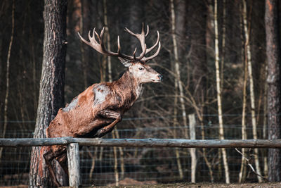 Deer of a tree