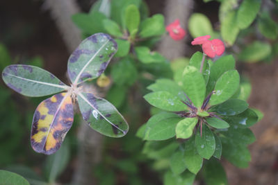 High angle view of flowers blooming on plant