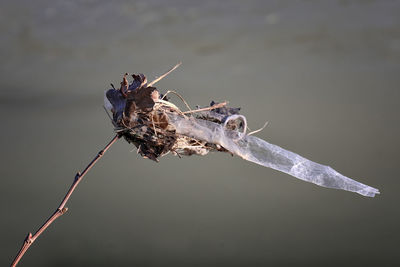 Close-up of wilted plant