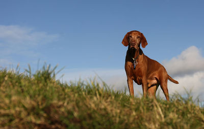 Dog on field against sky