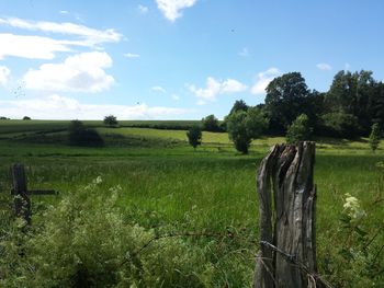 Scenic view of agricultural field against sky