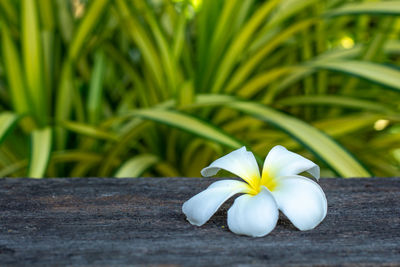 Close-up of white flower on table