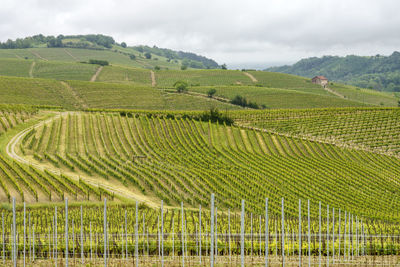 Scenic view of vineyard against sky