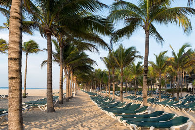 Palm trees on beach against clear sky