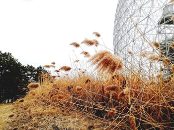 Low angle view of plants on field against clear sky