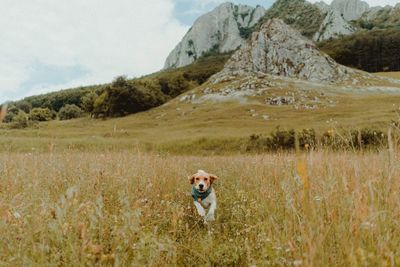 Portrait of dog on field