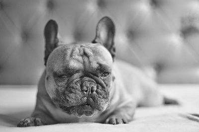 Close-up of dog sleeping