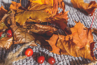 Close-up of maple leaves on tree