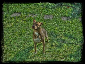 Portrait of dog on field