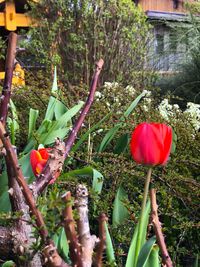 Close-up of poppy flowers against trees