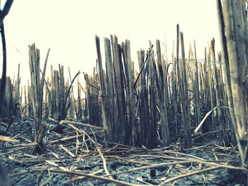 Close-up of dry plants on field against clear sky