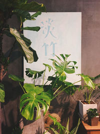 Plants growing on wall