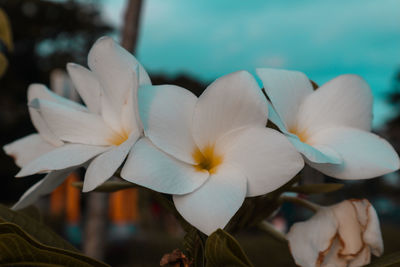 Close-up of white flowering plant