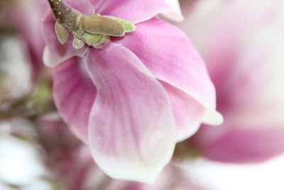 Close-up of pink rose flower