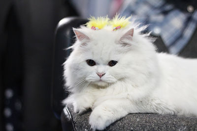 Close-up of persian cat with yellow hair clip
