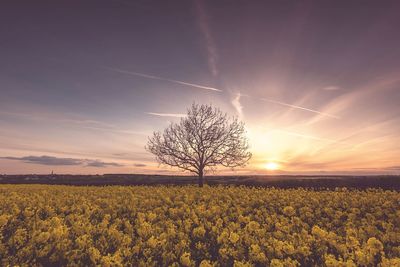 View of bare tree on field against sky during sunset