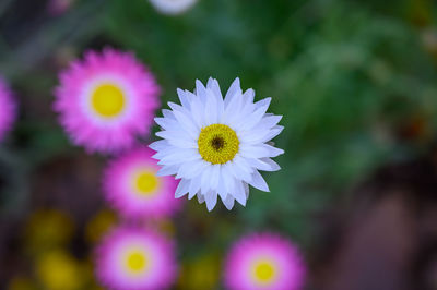 Close-up of purple flowering plant