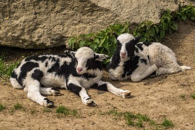 Lambs sitting on field