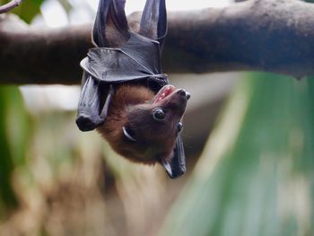 Close-up of dog looking away