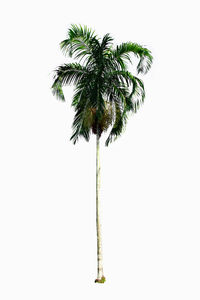 Close-up of palm tree against white background