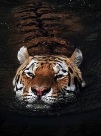 Cat in water