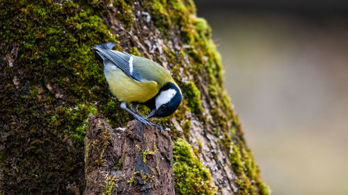 Close-up of bird perching on tree trunk