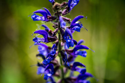 Close-up of purple flowering plant